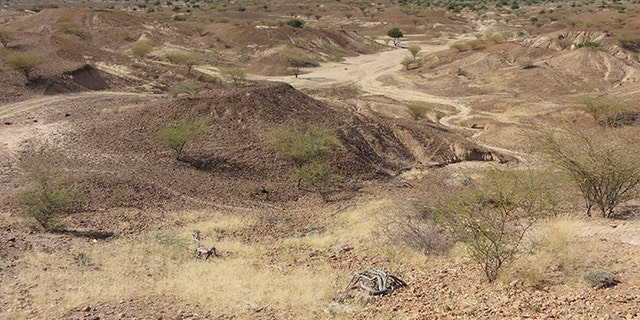 This is the Kanapoi site in Kenya, east Africa. (Credit: Carol Ward)