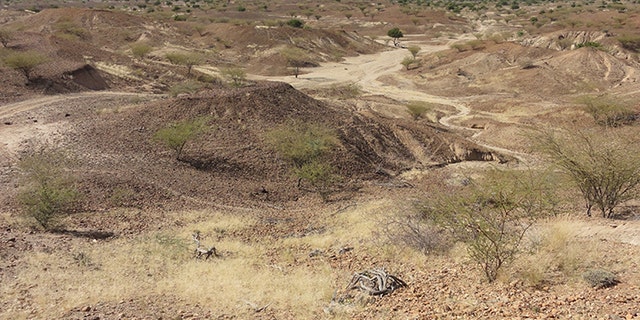 This is the Kanapoi site in Kenya, East Africa. (Credit: Carol Ward)