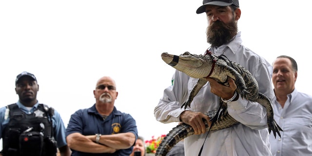 Florida alligator expert Frank Robb holds an alligator during a news conference, Tuesday, July 16, 2019, in Chicago. Robb captured the elusive alligator in a public lagoon at Humboldt Park early Tuesday. (AP Photo/Amr Alfiky)