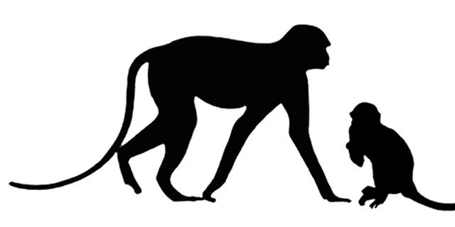 Typical guenon (Allenopithecus), left, relative to the size of Nanopithecus browni, in the middle. The typical domestic cat included for comparison of scale. (Credit: Carol Ward)