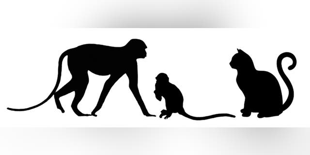 Typical guenon (Allenopithecus), left, relative to the size of Nanopithecus browni, in the middle. The typical domestic cat included for comparison of scale. (Credit: Carol Ward)