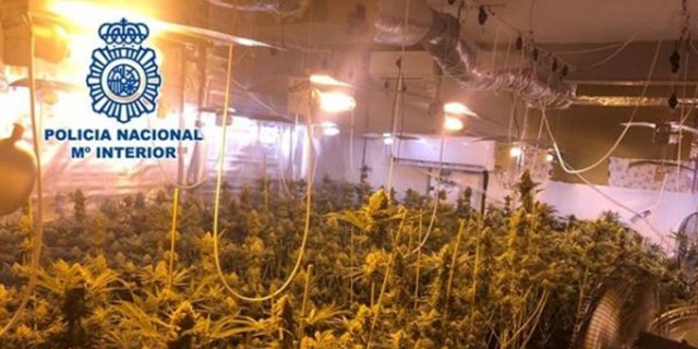 The marijuana plantation alleged to belong to Manuel Palma.