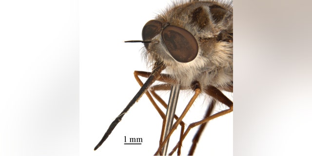Paramonovius nightking is a bee fly named after Game of Thrones’ Night King because it reigns in winter and has a crown of spinelike hairs. The name was chosen by Game of Thrones fan Xuankun Li, a PhD student at the Australian National Insect Collection in Canberra. (Credit: CSIRO)