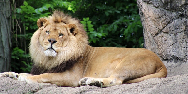 Razi was a 10-year-old African lion.