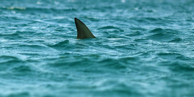 A shark bit a 16-year-old girl while she was vacationing in Florida, according to reports. (iStock)