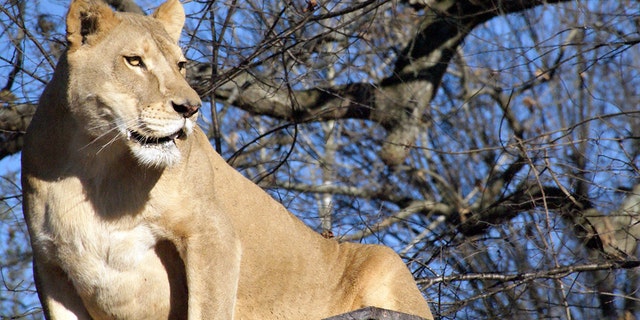 Sheba was a 17-year-old matriarch, leading a pride of three lions.