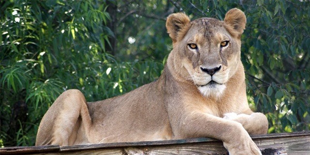 The sanctuary remembered Sheba as the "epitome" of what it means to be a lion: "strong, confident, and smart."