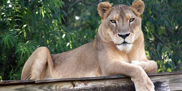 The sanctuary remembered Sheba as the "epitome" of what it means to be a lion: "strong, confident, and smart."