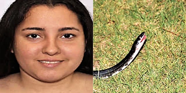 Hilmary Moreno-Berrios stole a vehicle after throwing a nonpoisonous snake at the driver, then crashed through barricades set up for a pole vaulting exhibition, according to police.