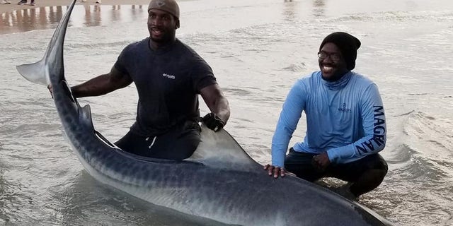 Andrew and Stephen Seaborn, pictured, of Team Seaborn Fishing proudly nabbed a female tiger shark measuring 11 feet, 11 inches while fishing off of Bob Hall Pier in Corpus Christi, Texas, on Sunday.