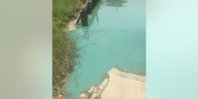 A blue-green algae sits on top of the water at the Pass Christian Harbor in Mississippi. State officials said freshwater being diverted from the Mississippi River into the Gulf Coast is partly the problem. (Ryan Bradley)