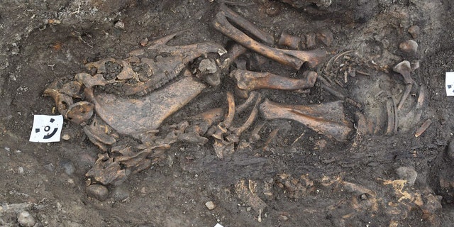 The horse skeleton. (Arkeologerna Statens Historiska Museer)