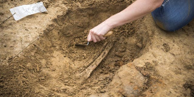 One of the human leg bones being excavated at Mont‐Saint‐Jean site. (Photo by Chris van Houts)