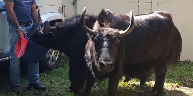 Three yaks appeared to escape captivity from a property in Westfield. Mass.