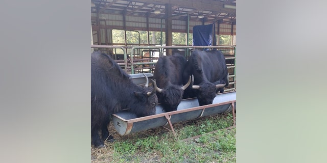 The average male yak can weigh anywhere between 700 to 1,300 pounds.