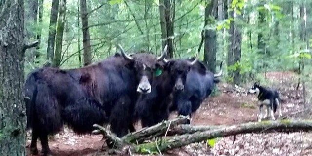 The massive animals were reported on the loose in the Bear Hole Reservoir.