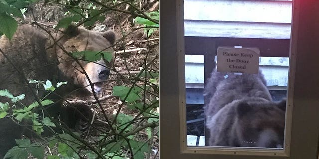 Pelican police determined that the bear's bold and unafraid behavior around humans posed a threat and needed to be put down, according to a report.