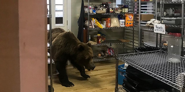 Daniels originally threw a salami at the bear, but thought better of his choice and lobbed dinner plates and the intruder.