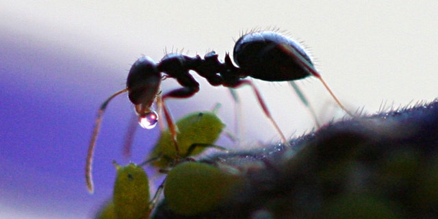 Image of an ant who received honeydew from aphid. (Credit: Dawidi, Johannesburg, South Africa)