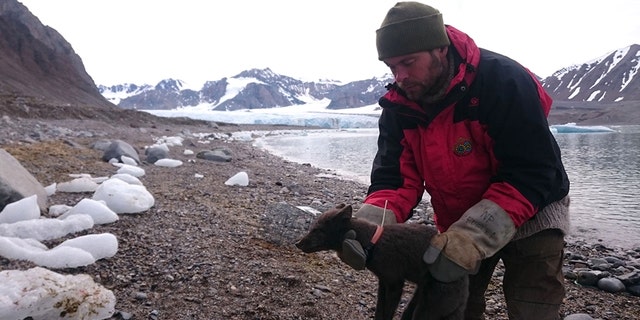 The arctic fox was fitted with a tracking device on its collar.