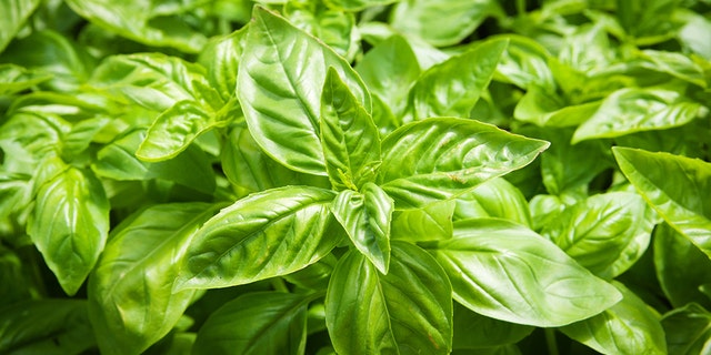 The FDA said in a statement the illnesses are “potentially linked to fresh basil exported by Siga Logistics de RL de CV located in Morelos, Mexico.” The company has agreed to voluntarily recall its basil due to the outbreak. <br data-cke-eol="1">