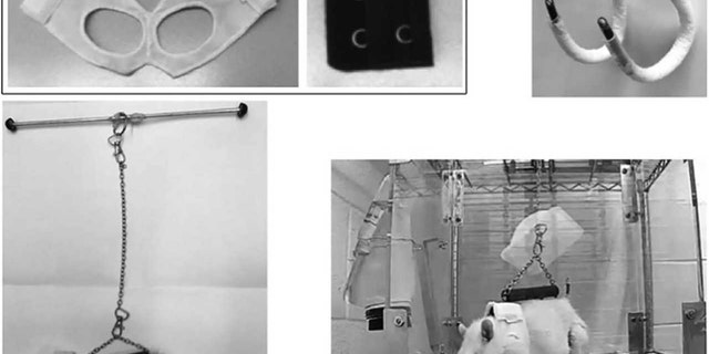 "Development of the quadrupedal suspension device and the housing environment for the rat model of partial weight bearing. Photographs of the rodent jacket composed of a tether jacket and a back bra extender (A), the pelvic harness (B), the entire quadrupedal suspension device (C), and the rat undergoing partial weight bearing (PWB) in this novel environment (D)." (Credit: Mortreux et al. 2018 Journal of Applied Physiology.)