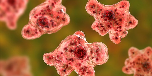 There are no rapid tests for amoeba Naegleria fowleri, according to the CDC. The amoeba can enter the body through the nose and attack brain tissue.