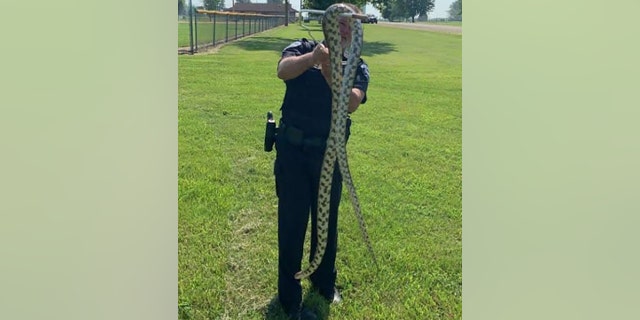 A 6-foot bullsnake was removed from a Minnesota home after slithering its way into a bathtub.