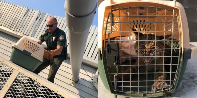 burger king bobcat capture