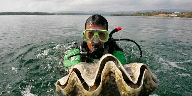 A diver is holding a giant clam at the launch of a program for the preservation and spread of endangered species in the waters of the city of Puerto Princesa, in the province of Palawan, in the southwest of Philippines, February 24, 2007. (Associated Press)