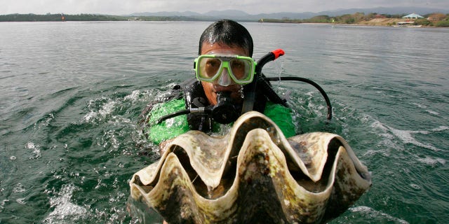 A diver holds a giant clam at the launching of a program for the preservation and propagation of the endangered species in the waters of Puerto Princesa City, Palawan province, southwestern Philippines, Feb. 24, 2007. (Associated Press)