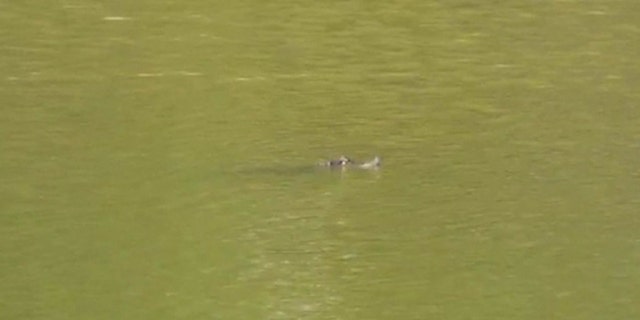 The communications manager, Anthony Guglielmi, confirmed that the authorities had spotted the gator and that a state reptilian specialist had placed the alligator at a length ranging from four to five feet. 