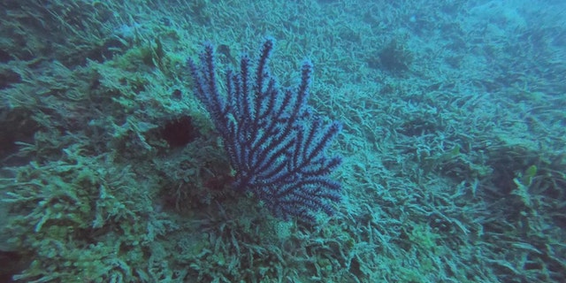 More coral found in the Corazones reef. (Courtesy of Leonardo Ortiz Lozano)