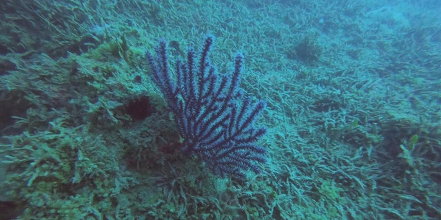 More coral found in the Corazones reef. (Courtesy of Leonardo Ortiz Lozano)