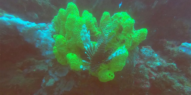 A type of coral found in Los Gallos, another reef the team found. (Courtesy of Leonardo Ortiz Lozano)