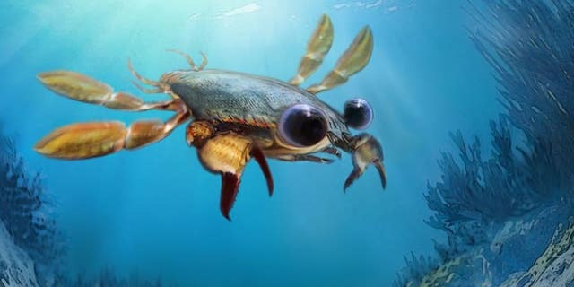 Life reconstruction of Callichimaera perplexa: The strangest crab that has ever lived. Credit: Oksana Vernygora, University of Alberta