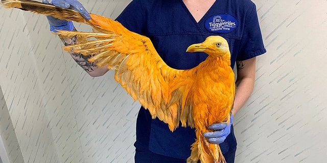 The unusual-looking bird was taken to a U.K. wildlife hospital.