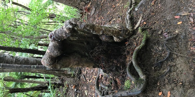 This image shows the Kauri tree stump in the study. (Credit: Sebastian Leuzinger / iScience)