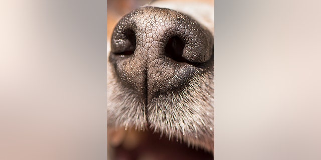 A woman harvested a potato from her spot in a community garden that looked just like her dog Dave (not pictured). (iStock)