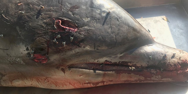 NOAA said this bottlenose dolphin was speared to death in May and washed up on shore on Upper Captiva Island in Florida. A reward has been posted for information in the case.