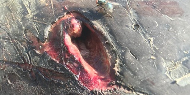 The National Oceanic and Atmospheric Administration said the dolphin was known to area biologists when he was alive.
