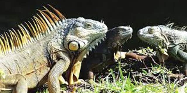 Green iguanas are considered an "invasive species" because of the damage they can cause, according to the FWC.