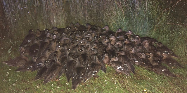 Scotland Police aren't sure how a large flock of ducklings wound up on the side of the road Saturday night.