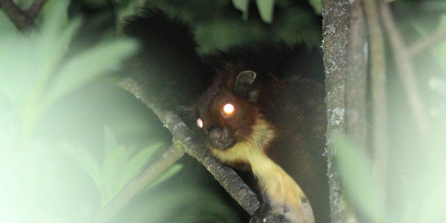 Close-up of the newly described flying squirrel species Biswamoyopterus gaoligongensis. (Credit: Kadoorie Farm & Botanic Garden)