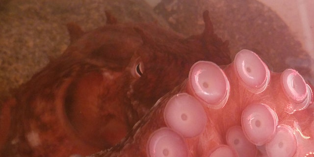 Giant Pacific octopus. (Credit: Dominic Sivitilli)