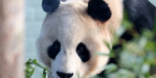 Yang Guang (pictured) and his mate Tian Tian are the only two giant pandas in the United Kingdom. (AP File)
