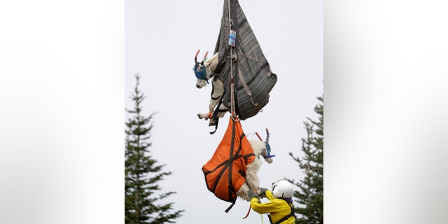 Olympic National Park Wildlife Branch Chief Patti Happe reaches toward a pair of mountain goats, including a billy, top, and a nanny, to settle them on the back of a truck after they were airlifted by helicopter Tuesday, July 9, 2019, to Hurricane Ridge in the park near Port Angeles, Wash. (AP Photo/Elaine Thompson)