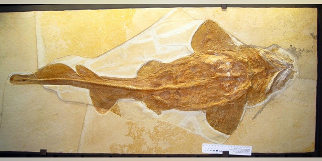 A whole skeleton of the fossil shark Palaeocarcharias stromeri (total length approximately 1m) from the Jura Museum Eichstätt. (Credit: Jürgen Kriwet)