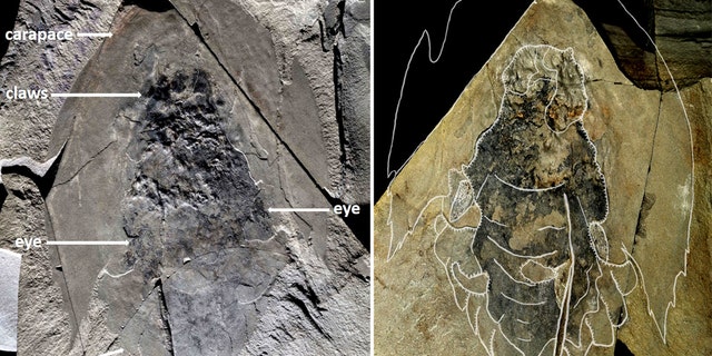 Complete fossil (Holotype ROMIP 65078) of Cambroraster falcatus, showing the eyes and the body with paired swimming flaps below the large head carapace. The shale in which the fossil was entombed was split open, leaving parts of the body on both sides (right and left). (Credit: Jean-Bernard Caron© Royal Ontario Museum)