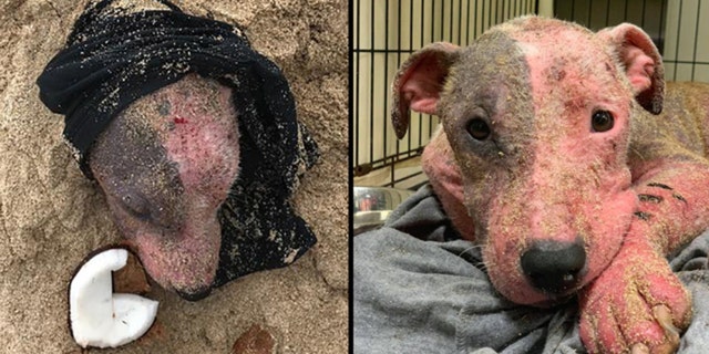 The dog, named Leialoha, was discovered Tuesday on an Oahu beach.